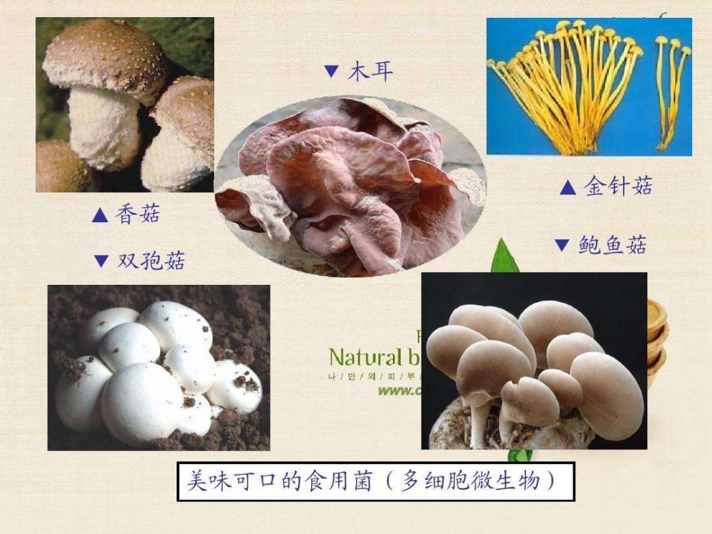 安詩(shī)曼香菇食用菌烘干除濕干燥解決方案